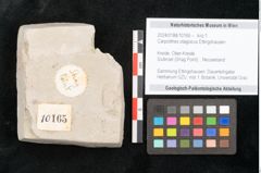 Foto (Detailansicht) von Carpolithes otagoicus Ettingshausen (NHMW-GEO-2024-0188-10165)